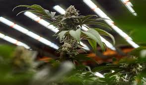 Two of the cannabis plant life phases require marijuana fertilizer while generally, plants in the seedling stage don't require additional nutrients. 10 Top Tips For Beginners Flowering Cannabis Plants Indoors Humboldt Seeds