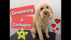 Because the poodle hair is short and wiry, the shed hair is often caught up in the curls, so your floor does not become a carpet of shed hair. Grooming A Cockapoo Youtube