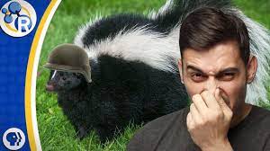 Catching a skunk under my house. How To Get Rid Of Skunk Smell Youtube