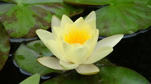 Come in many shapes and. Yellow Lotus Flower Meaning Yellow Lotus Flower Symbolism