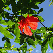 Check spelling or type a new query. How To Grow Pomegranates Growing In The Garden