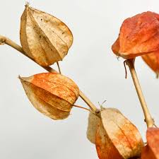 Image result for Physalis angulata