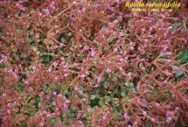 Image result for Lythrum rotundifolium