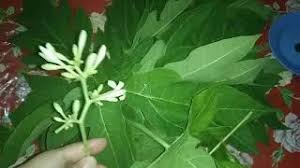 Berikut manfaat daun salam bagi kesehatan tubuh, termasuk menurunkan tekanan darah tinggi, mengatasi kadar. Cara Mudah Menghilangkan Pahit Daun Betik Papaya Youtube