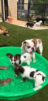 Check spelling or type a new query. The Pet Hospital Previously Had A Fenced In Yard For The Dogs To Potty And Play But The Natural Grass Was Difficult To Maintain Dog Fence Animal Hospital Dogs