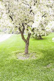 If you're looking for a tree or shrub that produces white flowers, check out one of these 11 lovely species. Spring Flowering Flowering Trees White Flowers Tree