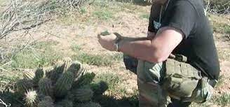 If you ever got stranded on a desert, and you have no water left and started to feel dehydrated, are cactuses good enough to hydrate, do they even contain. How To Eat Extract Water From A Cactus Survival Training Wonderhowto