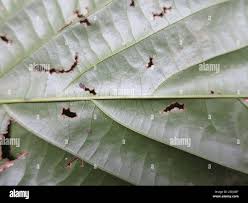 Image result for Hypolytrum heteromorphum