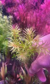 Image result for Rotala mexicana