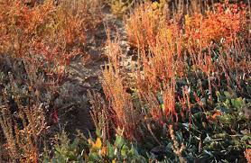 Image result for Lophiocarpus latifolius