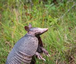 Dingo National Geographic Armadillo Weird Animals Like Animals