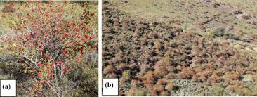 Image result for Dichilus reflexus