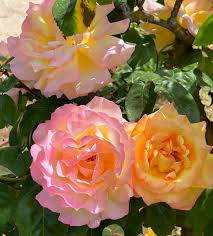 The cranford rose garden has been one of bbg's most popular attractions since it first opened in 1928. Wohl Rose Garden Jerusalem Aktuelle 2021 Lohnt Es Sich Mit Fotos
