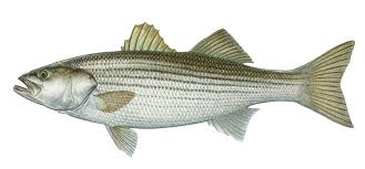 Black And White Striped Fish Florida Striped Bass Fish Striped Bass Lake Fishing