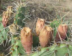 Well how did needles get all over his arm? Opuntia Cymochila Cold Hardy Prickly Pear Cactus Garden