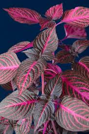 Image result for Iresine