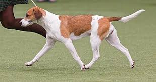 Image result for Harrier dog