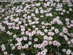 Image result for Lippia