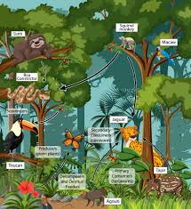 Rainforest Jungle Food Chain Digital Activity Drag And Drop Plants And  Animals