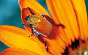 Image result for Afrobrunnichia