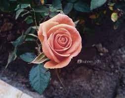 صور انستا تصويري ورد صور عدستي rose flowers plants