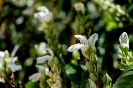 Image result for Justicia sp. A cf. engleriana