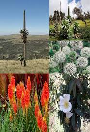 Image result for Hypericum quartinianum