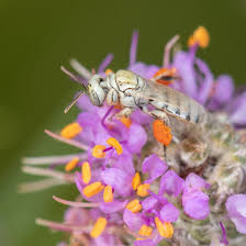 Image result for Isoglossa perdita