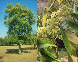 Image result for Eugenia natalitia