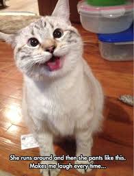 Happy Cat Funny Animal Pictures Smiling Cat Cute Animals