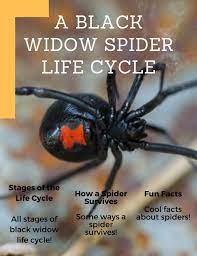 Get facts about the black widow spider (latrodectus mactans) and learn why this venomous how dangerous are black widows, really? A Black Widow Spider By Elias L By Shapiron Nvnet Org Issuu