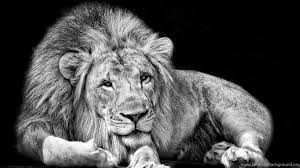 Page 4 Full Hd 1080p Lion Wallpapers Hd Desktop Backgrounds Desktop Background Wallpapers 1920x1080 full hd, desktop backgrounds hd 1080p. full hd 1080p lion wallpapers hd
