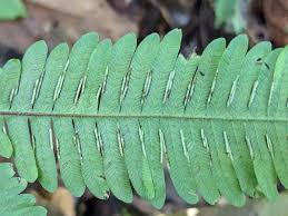 Image result for Pteris commutata