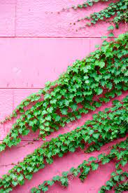 Lvy And Pink Color Wall, Seoul, South Korea Stock Photo, Picture and  Royalty Free Image. Image 68746877.
