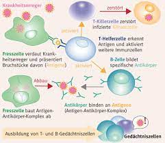Das Prinzip Der Impfung Bgv Impfen