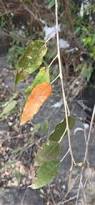 Image result for Croton dichogamus