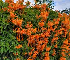 Image result for Teramnus repens