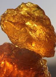 Image result for Commiphora viminea