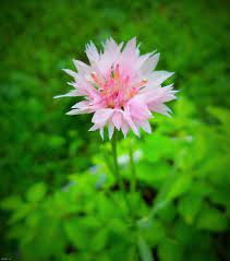 Pink Bachelor S Button Flower Cornflower Annual Pink Flowers Outdoors Bachelor Button Flowers Button Flowers Bachelor Buttons