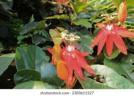 Image result for Passiflora vitifolia