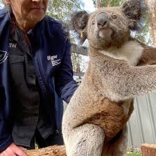 Marley Christian On Instagram Visiting Our Rose At Port Macquarie Koala Hospital Koala Cute Animals Koala Bear
