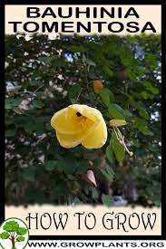 Image result for Bauhinia tomentosa