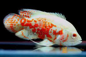 Ikan oscar dikenal sebagai predator yang memiliki sifat agresif. Ikan Hias Air Tawar Oscar Albino Tangerang Jualo