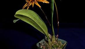 Image result for Bulbophyllum burttii