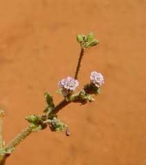 Image result for Boerhavia coccinea