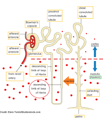 Image result for Loop Diuretic