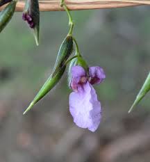 Image result for Thalia geniculata