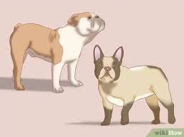 3 Ways To Identify An English Bulldog Wikihow