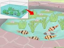 Image result for how to do a bacterial treatment on a pond