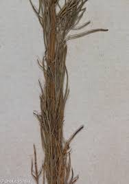 Image result for Schkuhria pinnata